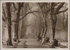 aleja - element infrastruktury ogrodowej i miejskiej