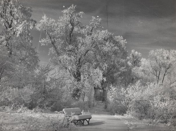 
                     
                     Wyspa w parku Wilanowskim zimą
                     
                     