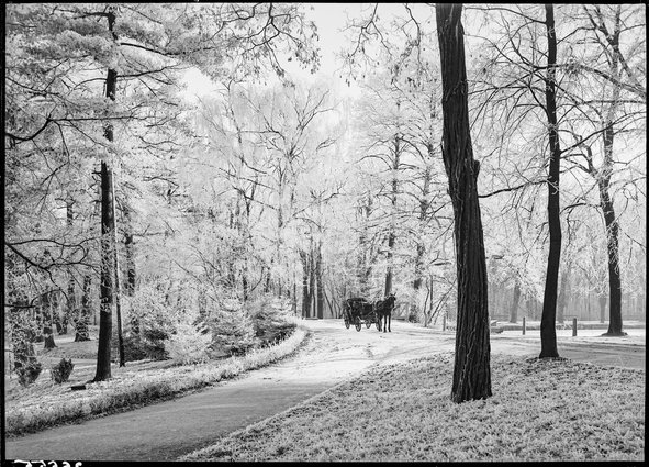 Park w Łazienkach zimą