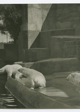 Warszawski Ogród Zoologiczny, białe niedźwiedzie na wybiegu