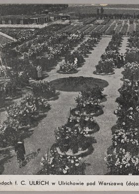 Uprawa dalii w Zakładach Ogrodniczych C. Ulrich