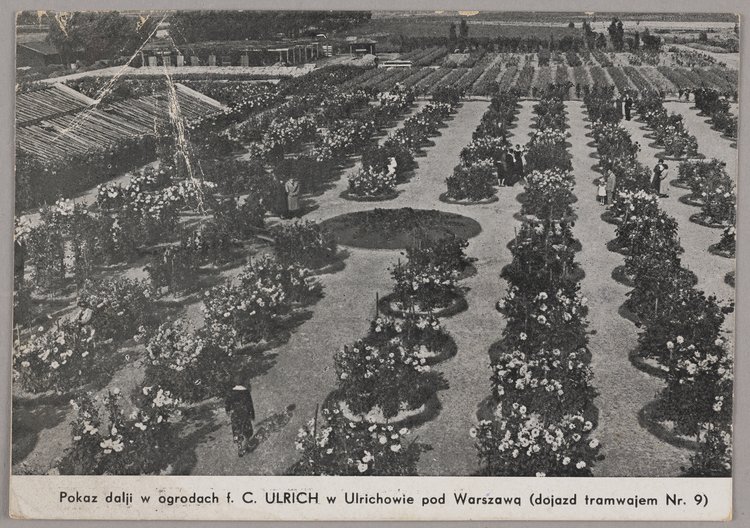 Uprawa dalii w Zakładach Ogrodniczych C. Ulrich