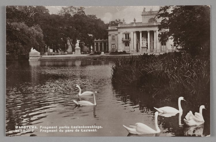 Łabędzie na Stawie Południowym i pałac Na Wyspie w Łazienkach