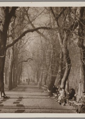 aleja - element infrastruktury ogrodowej i miejskiej