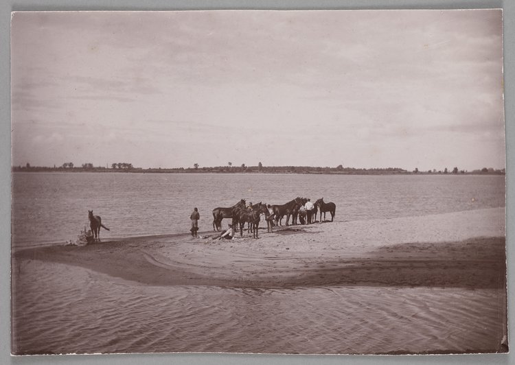 Pławienie koni w Wiśle