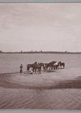 Pławienie koni w Wiśle