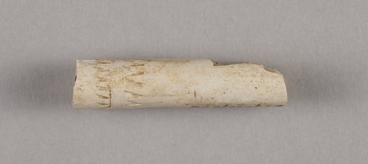 Fajka jednorodna - cybuch