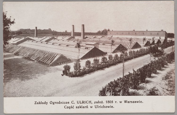Szklarnie Zakładów Ogrodniczych C. Ulrich