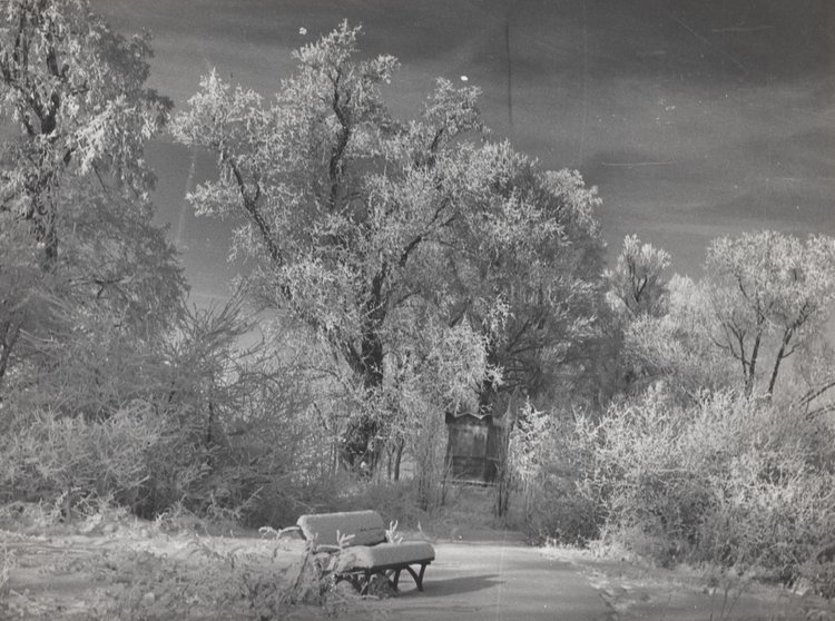 Wyspa w parku Wilanowskim zimą