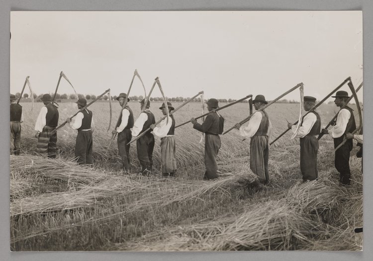 Kosiarze z łowickiego