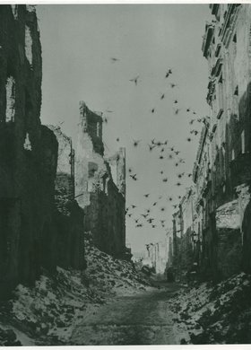 Gołębie nad ulicą Piwną