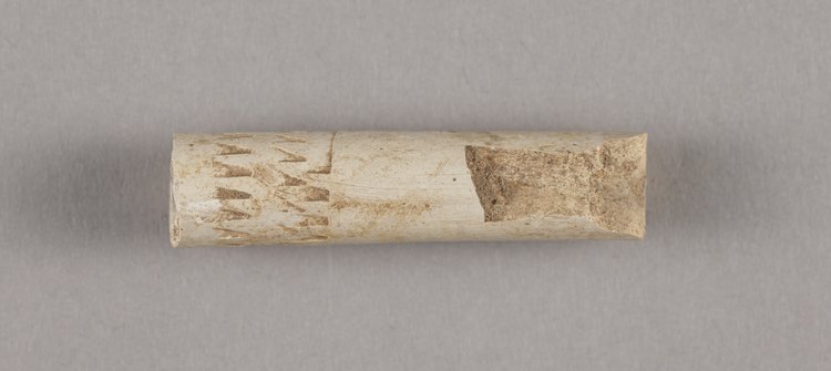 Fajka jednorodna - cybuch