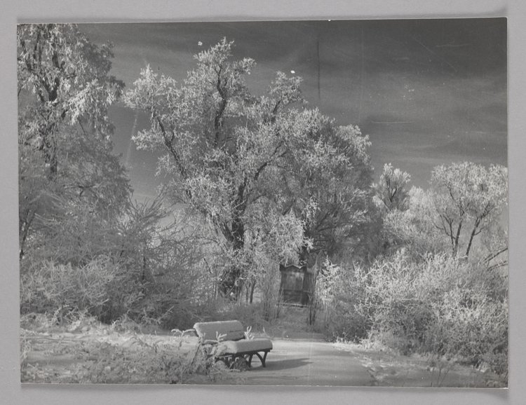 Wyspa w parku Wilanowskim zimą