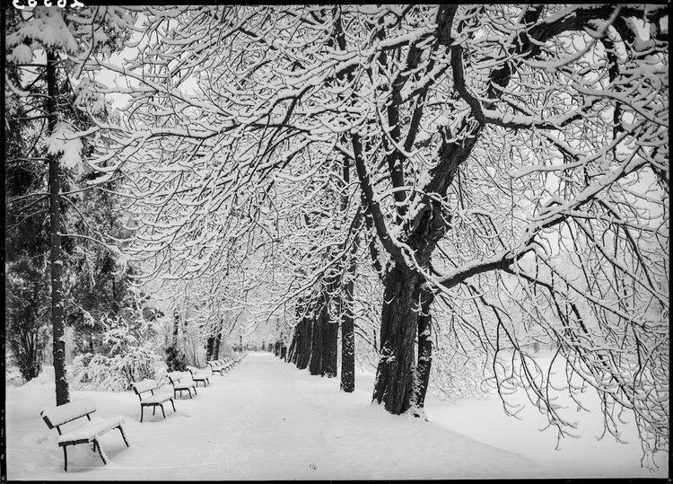 Alejka parkowa w Łazienkach zimą