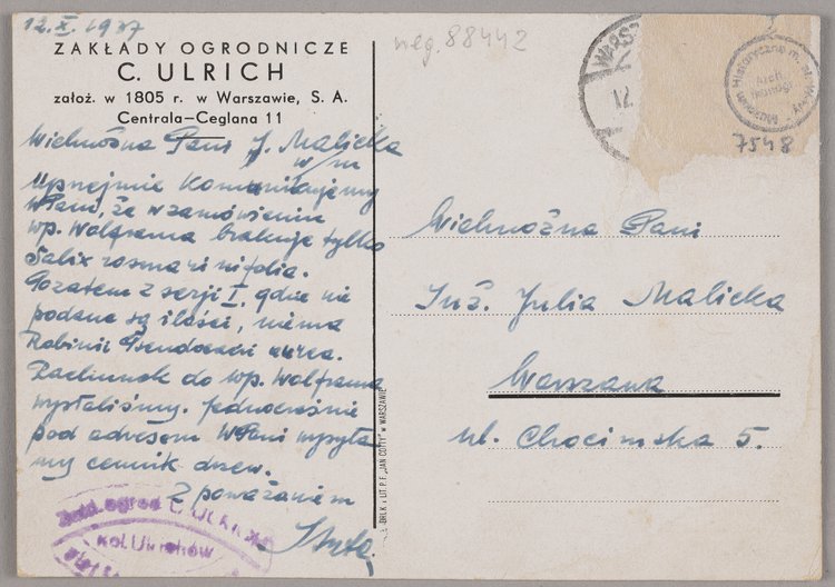 Uprawa dalii w Zakładach Ogrodniczych C. Ulrich