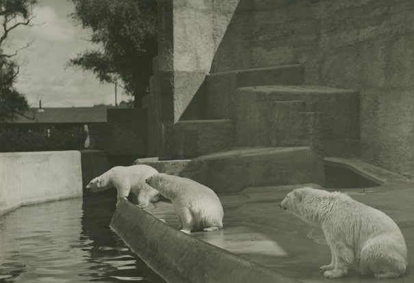 Warszawski Ogród Zoologiczny, białe niedźwiedzie na wybiegu Poddębski, Henryk 1930
