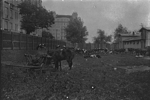 Bydło należące do uchodźców z rejonów ogarniętych wojną